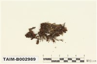 藏品(金髮苔科)的圖片